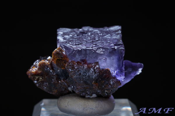 �A�����J�E�e�l�V�[�B�Y�p�[�v���t���[���C�g���Y��ȕW�{295