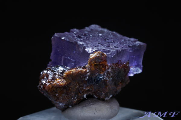 �A�����J�E�e�l�V�[�B�Y�p�[�v���t���[���C�g���Y��ȕW�{296