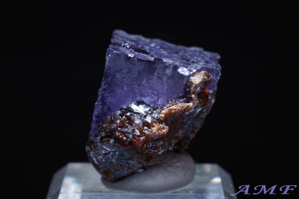 �A�����J�E�e�l�V�[�B�Y�p�[�v���t���[���C�g���Y��ȕW�{297