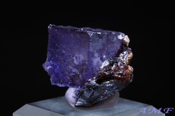 �A�����J�E�e�l�V�[�B�Y�p�[�v���t���[���C�g���Y��ȕW�{298