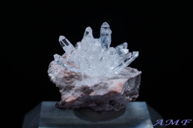 �A�����J�E���^�B�Y�t�����[�N�H�[�c���Y��ȕW�{121