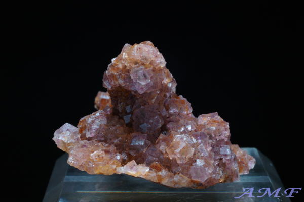 �C�^���A�E�����o���f�B�A�B�Y�t���[���C�g���Y��ȕW�{12