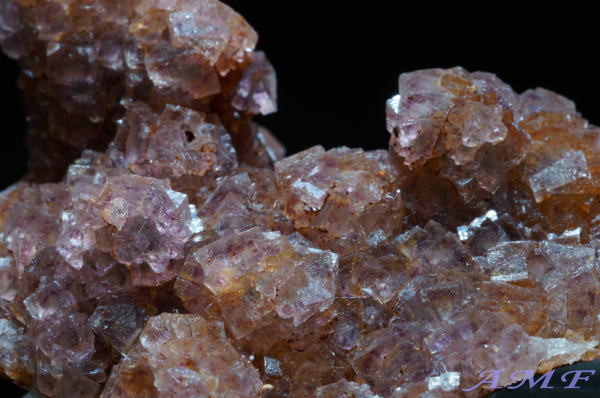 �C�^���A�E�����o���f�B�A�B�Y�t���[���C�g���Y��ȕW�{12