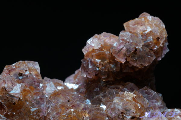 �C�^���A�E�����o���f�B�A�B�Y�t���[���C�g���Y��ȕW�{12