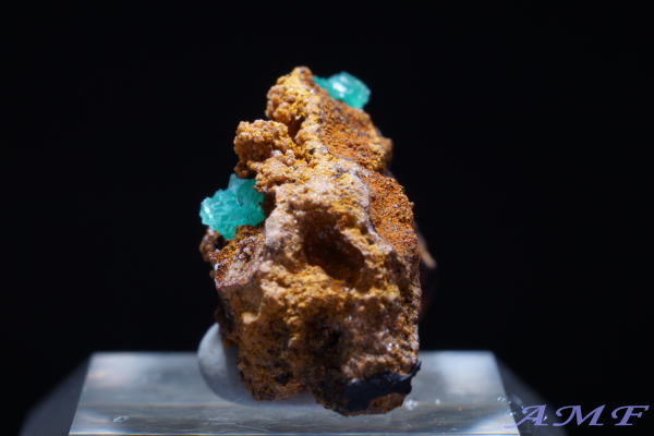 �M���V���Y�L���v���A���A�_�}�C�g���Y��ȕW�{17