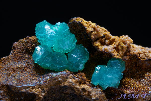 �M���V���Y�L���v���A���A�_�}�C�g���Y��ȕW�{19