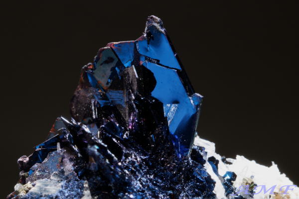 �A�����J�E�����^�i�B�Y�R�x���C�g(����)���Y��ȕW�{19