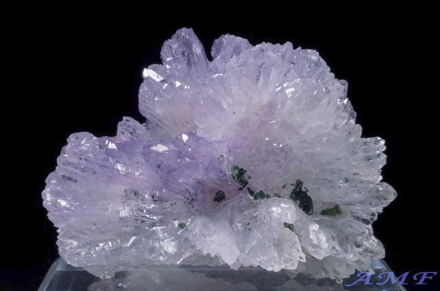 �u���W���Y�t�����[�A���V�X�g�̔������W�{11