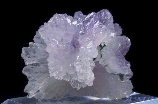 �u���W���Y�t�����[�A���V�X�g�̔������W�{16