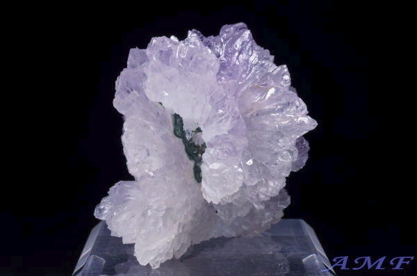 �u���W���Y�t�����[�A���V�X�g�̔������W�{17