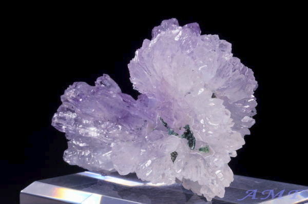 �u���W���Y�t�����[�A���V�X�g�̔������W�{18